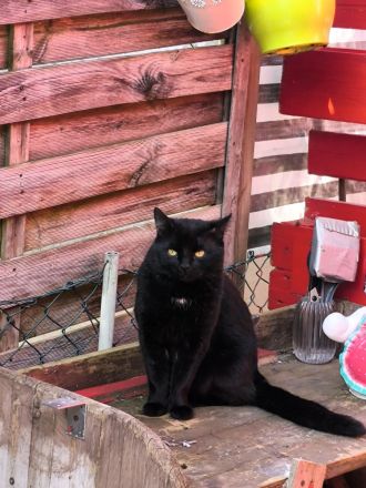 Katzenbabys zu verkaufen