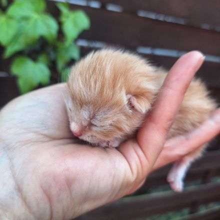 Katzenbabys zu verkaufen