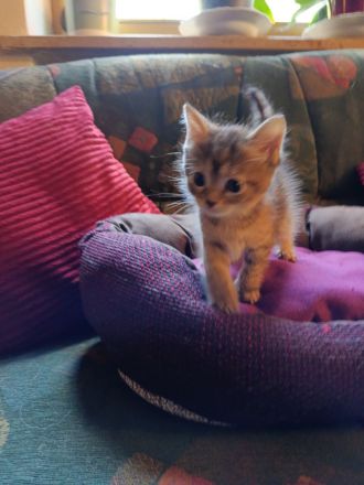 Wunderschöne sibirische Mixkitten