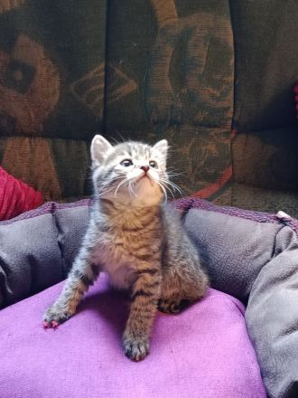 Wunderschöne sibirische Mixkitten