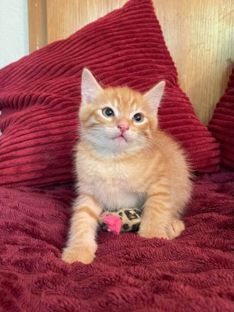 Wunderschöne sibirische Mixkitten