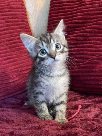 Wunderschöne sibirische Mixkitten