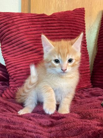 Wunderschöne sibirische Mixkitten