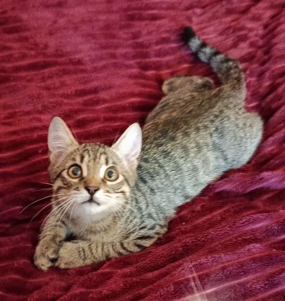 Wunderschöne sibirische Mixkitten