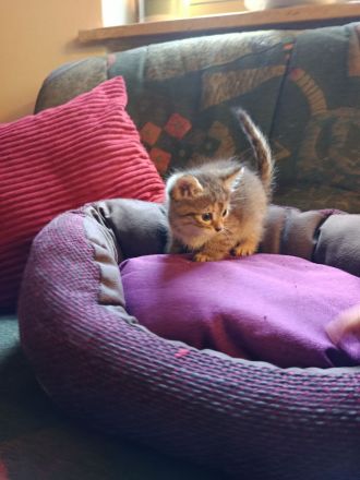 Wunderschöne sibirische Mixkitten