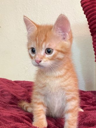 Wunderschöne sibirische Mixkitten