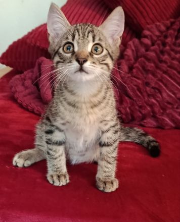 Wunderschöne sibirische Mixkitten