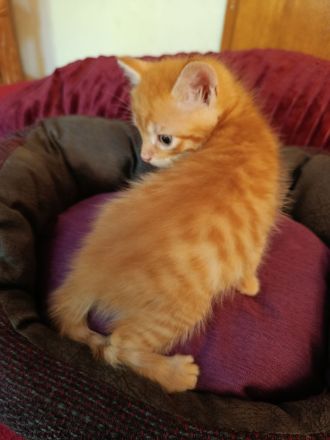 Wunderschöne sibirische Mixkitten