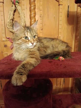 Wunderschöne sibirische Mixkitten