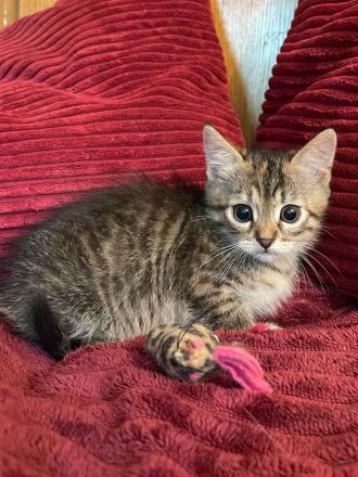 Wunderschöne sibirische Mixkitten