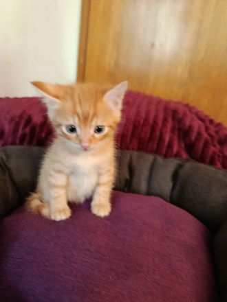 Wunderschöne sibirische Mixkitten
