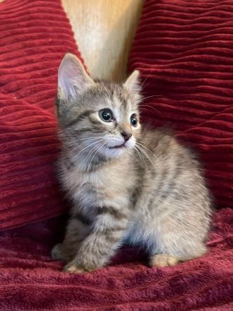 Wunderschöne sibirische Mixkitten