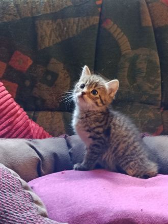 Wunderschöne sibirische Mixkitten