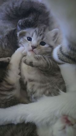 Zuckersüsse Kitten