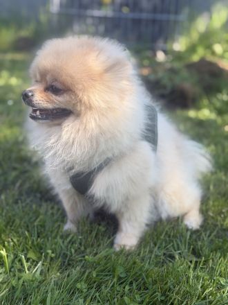 Pomeranian Deckrüde – Elian vom Westerwald