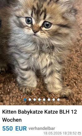 KITTEN Katzenbaby BKH BLH