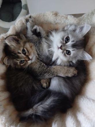 KITTEN Katzenbaby BKH BLH