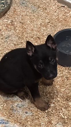 Tolle Deutsche Schäferhund Malinois Holländische Welpen suchen tolles Zuhause