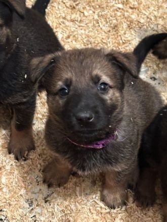 Tolle Deutsche Schäferhund Malinois Holländische Welpen suchen tolles Zuhause