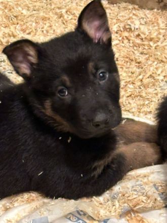 Tolle Deutsche Schäferhund Malinois Holländische Welpen suchen tolles Zuhause