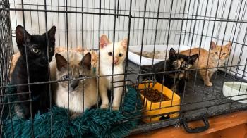 Selene, Astra, Nova, Solis und Nyx