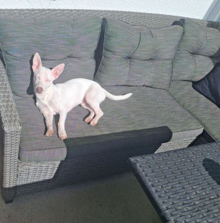 Terrier-Mix Rüde