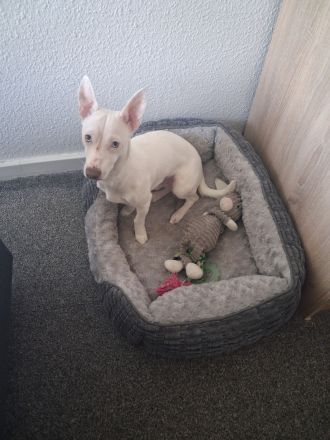 Terrier-Mix Rüde