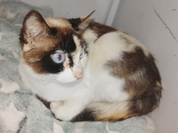 Mimi