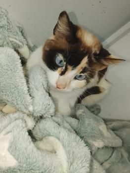 Mimi