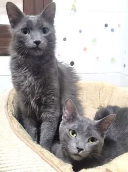 Luna und Blue