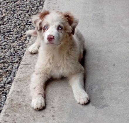 Australian Shepherd
