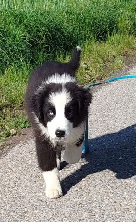 Australian Shepherd