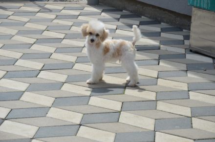 Pudel