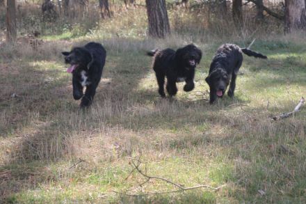 Labradudel, Labrador, Königspudel