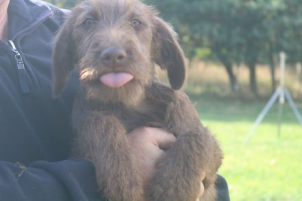 Labradudel, Labrador, Königspudel