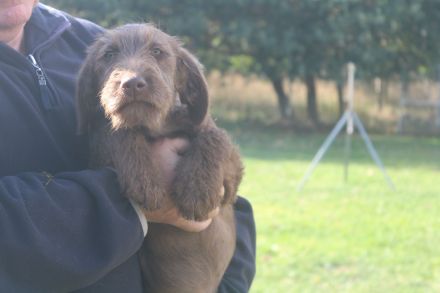 Labradudel, Labrador, Königspudel
