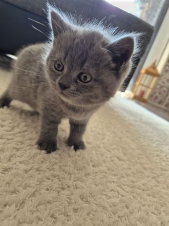 2 BKH/BLH Mix Kitten