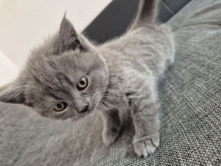 2 BKH/BLH Mix Kitten