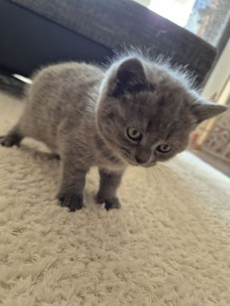 2 BKH/BLH Mix Kitten