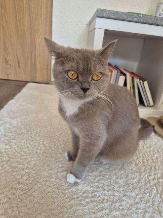 2 BKH/BLH Mix Kitten