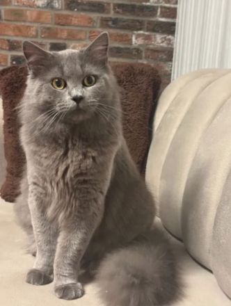 2 BKH/BLH Mix Kitten
