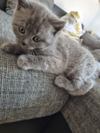2 BKH/BLH Mix Kitten