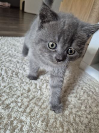 2 BKH/BLH Mix Kitten