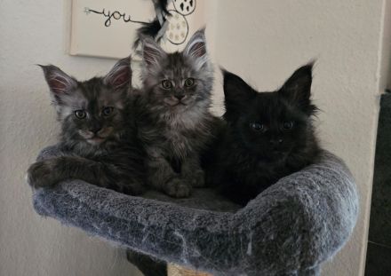 XXL Maine Coon Kitten in liebevolles zuhause abzugeben