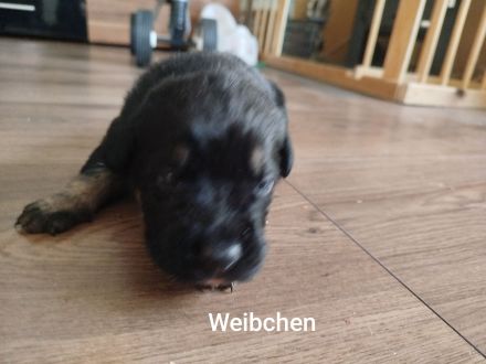 Süße Mischlingswelpen suchen ein neues Körpchen