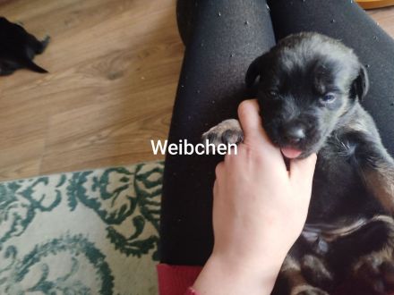 Süße Mischlingswelpen suchen ein neues Körpchen