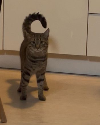 Verspielter Kater sucht liebevolles Zuhause
