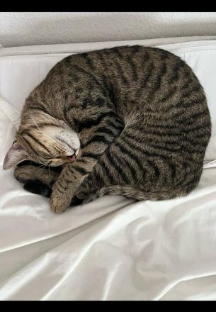 Verspielter Kater sucht liebevolles Zuhause