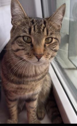 Verspielter Kater sucht liebevolles Zuhause