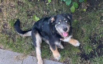 Zuhause gesucht für Artos